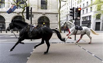   خيول هاربة من معسكر للجيش البريطاني تحدث بلبلة في لندن وتسبب إصابات