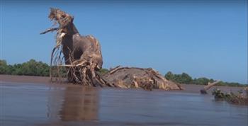   نهاية عصر الفيضانات تقتلع شجرة باوباب عملاقة عمرها  عام في كينيا | فيديو