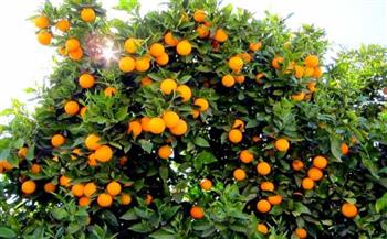  البرتقال أم اليوسفي أيهما الأفضل للوقاية من نزلات البرد؟