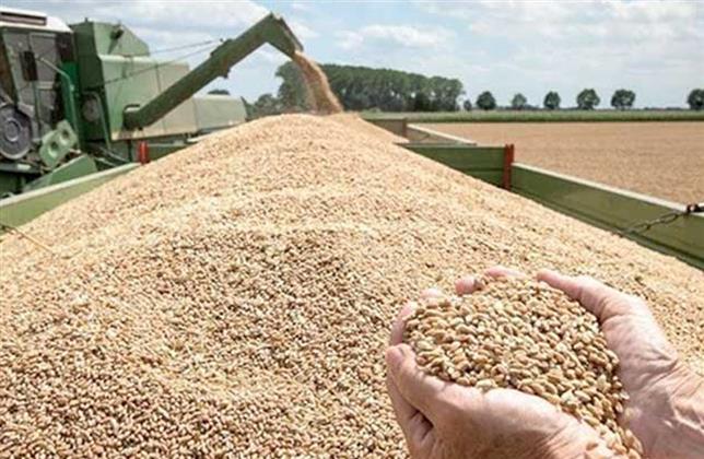 وزير التموين مصر تتفاوض مع روسيا لإعادة توريد القمح بطريقة آمنة
