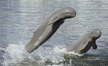   جهود في كمبوديا للحفاظ على نوع من الدلافين مهدد بالانقراض