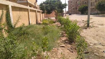   ​ضمن المبادرة الرئاسية زراعة  شجرة في شوارع المنتزه ثان بالإسكندرية